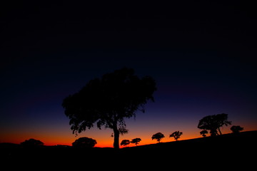 Fototapeta na wymiar Night landscape with trees on a hill and dark sky.