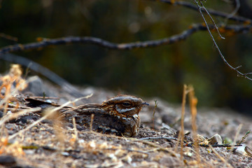 Nightjars with selective focus on a forest floor during summer.