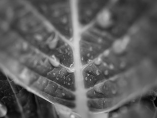 Water drops on leaf