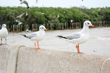 Obraz premium Seagulls standing on the railing at Bangpoo Samut Prakarn Thailand