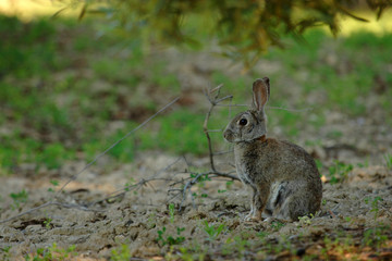 Naklejka na ściany i meble Selective focus rabbit sitting on the grass ground in the countryside in spring.