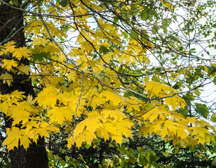 maple branches with yellow leaves; in the garden autumn colors, background from nature