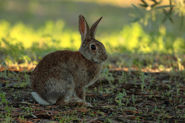 Selective focus rabbit sitting on the grass ground in the countryside in spring.