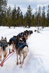 Schlittenhunde, Schlittenfahrt, Schnee, Lappland