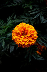 Orange marigold