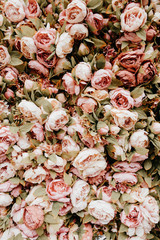 Rose flower background, gentle pattern, close up flowers, beautiful blossom background  