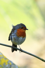 Rotkehlchen, European robin