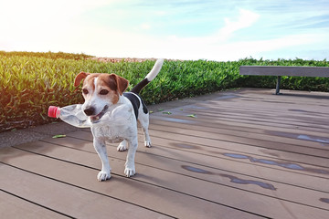 Cute dog holds plastic bottle in mouth outdoor