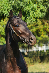 Etalon noir trakehner