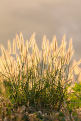 Dry Yellow Grass Meadow In Sunset
