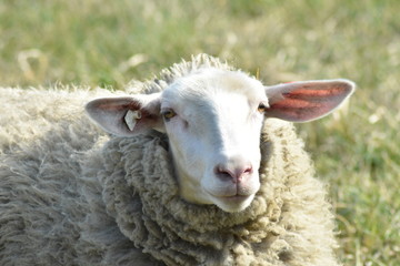 Schaf auf der Weide in verschieden Perspektiven