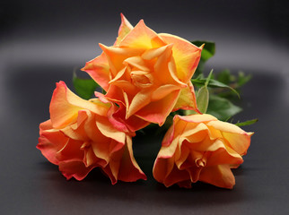 orange roses on black background