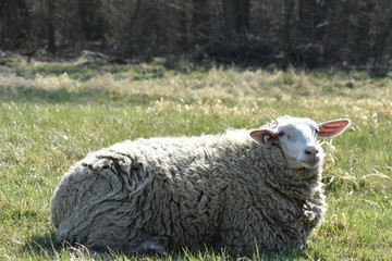 Schaf auf der Weide in verschieden Perspektiven