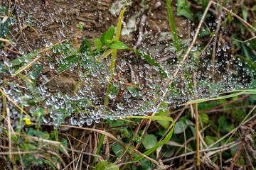 Naklejka na ściany i meble Spider web in the forest with drops of water after rain. Spider web or cobweb