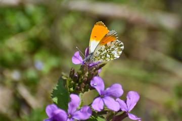 The orange tip butterfly (Anthocharis cardamines) on wildflower. Orange Tip butterfly, spring background