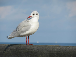 seagull sitting on a wooden rail and looking back