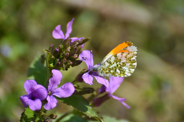 The orange tip butterfly (Anthocharis cardamines) on wildflower. Orange Tip butterfly, spring background