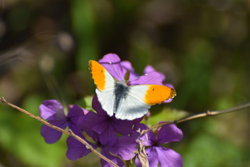 The orange tip butterfly (Anthocharis cardamines) on wildflower. Orange Tip butterfly, spring background