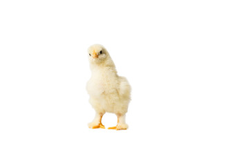 Young fluffy yellow Easter Baby Chickens standing Against White Background