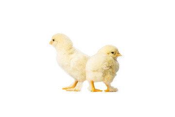 Young fluffy yellow Easter Baby Chickens standing Against White Background