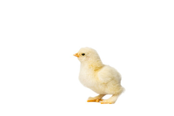 Young fluffy yellow Easter Baby Chickens standing Against White Background