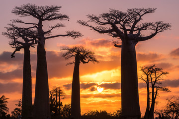 Beautiful Baobab trees at sunset at the avenue of the baobabs in Madagascar