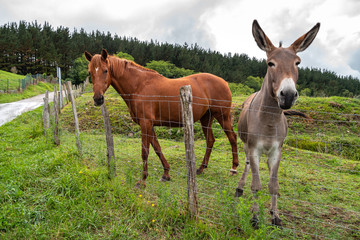 A beautiful horse and a cute donkey together in a pasture of a farm.