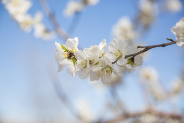 Outdoor spring mountain apricot blossom and blue sky，Armeniaca sibirica (Linn.) Lam.