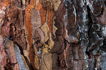 tree bark texture