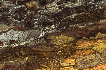 texture of the bark