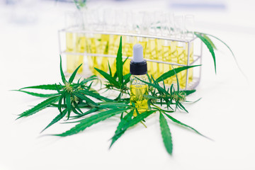 test tube of cannabis oil in rack and cannabis oil bottle.