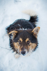 dog sits in the winter on the snow and looks up