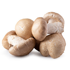 Shiitake mushrooms isolated on the white background