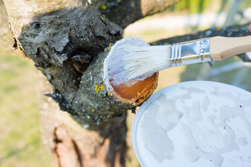 Protecting the pruned branch of the fruit tree - with garden paste