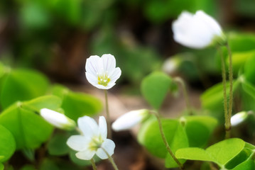 Wood Sorrel, Oxalis little white flowers in spring forest, close-up