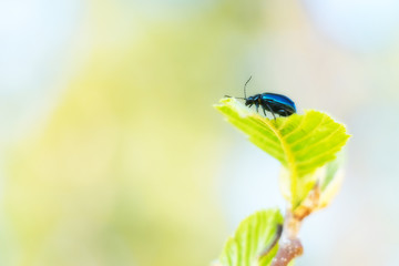 Agelastica alni, the alder leaf beetle eating green leaf, is species of leaf beetle in the genus Agelastica