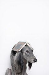 grey greyhound with book on his head. homless dog concept. find home. dog out nursery, shelter,