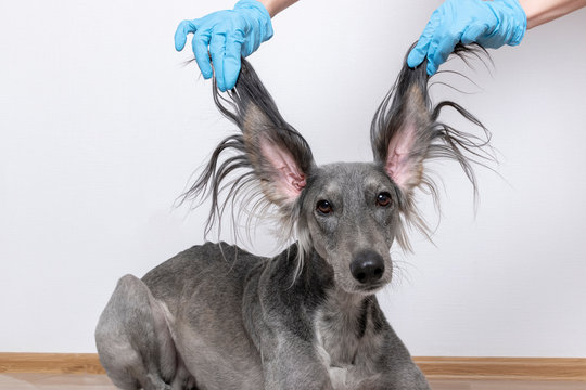 gray greyhound saluki with long flapping flying ears on a white background. Female hands in gloves hold the dog by the ears. concept for hairdressers.