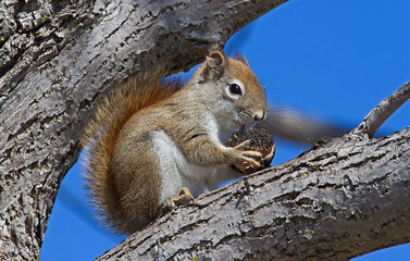 Little Red Squirrel