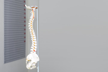 Artificial human cervical spine model in medical office. Copyspace for text