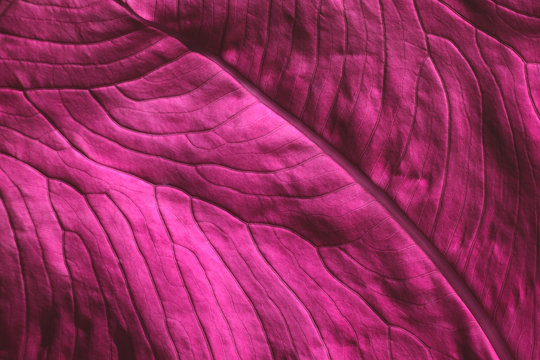 Leaf from elephant ear plant back lit close up showing the texture and veins of it. Magenta tint hue
