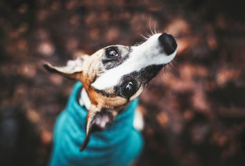 Portrait of dog with big adorable eyes. View from above. Teal, beige, burgundy, brown, bronze,...