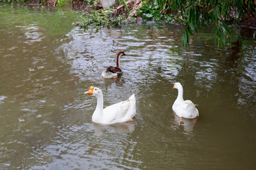 White goose in the pond