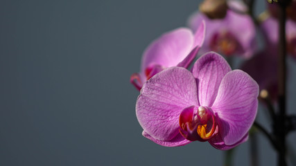 Incredibly beautiful purple plant close-up, fresh orchid