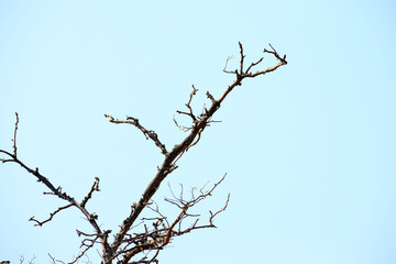 Fototapeta na wymiar branch of tree