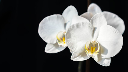 Incredibly beautiful white plant close-up, fresh orchid