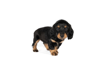 Portrait of a black and tan dachshund pup standing isolated on a white background