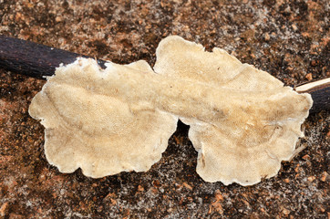 Obraz premium Trametes Villosa Mushroom