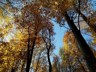 Obraz premium Spessart im Herbst