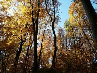 Fototapeta premium Spessart im Herbst